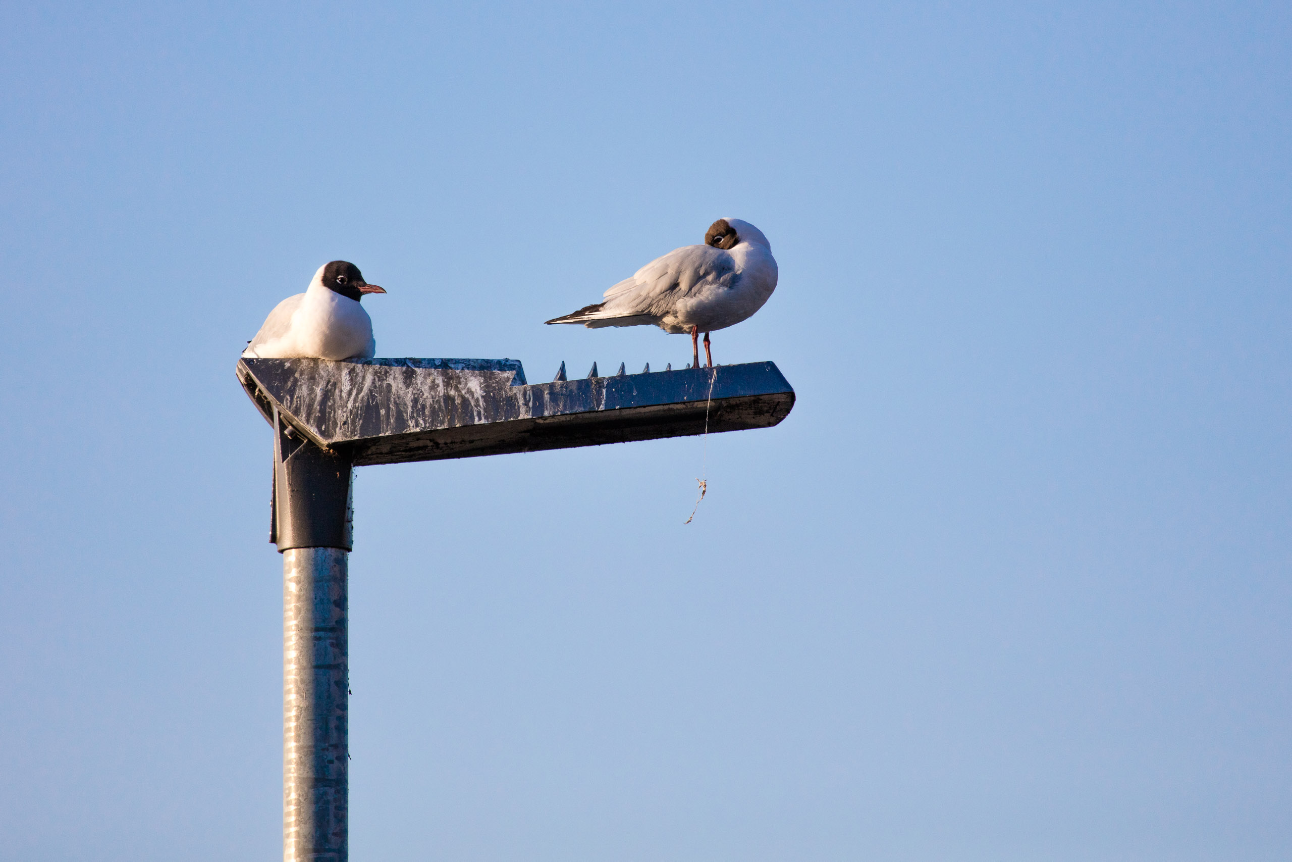 20160319174009 DP017829